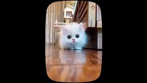 Adorable Baby Cat Moments Heartwarming Cuteness and Playful Antics