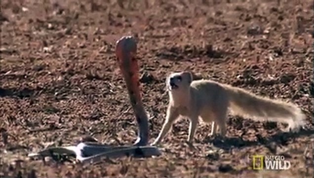 A Hunter Becomes the Hunted Cobra Mafia