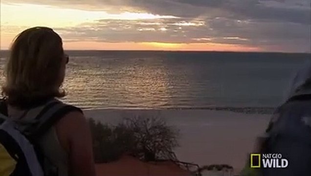 Surf and Turf Dolphins Dolphins of Shark Bay