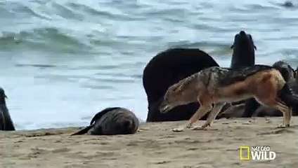Jackal on the Hunt   Gangster Jackals