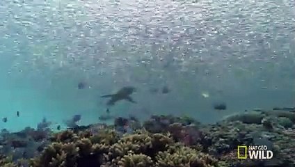 A Blacktip Feeding Frenzy   Blitzkrieg Sharks