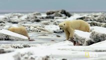 The Life of a Polar Bear Cub   Destination WILD