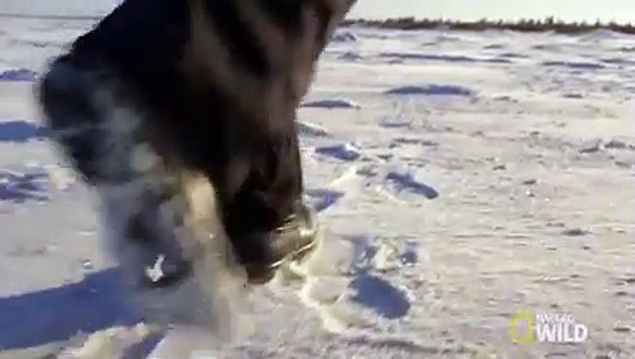 Built for the Arctic   Destination WILD