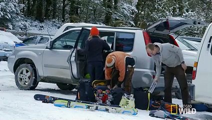 A Very Curious Parrot   Wild New Zealand