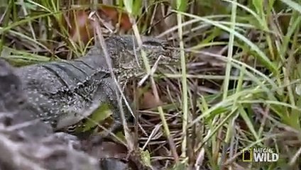 Forked Tongue Feeding Time   Destination WILD