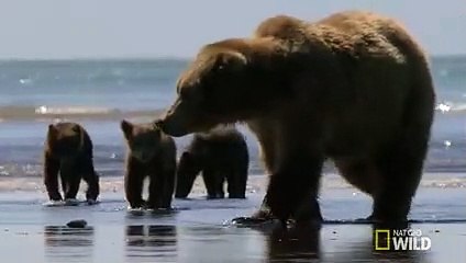 Bear Cubs Stranded in Rising Tides   Destination WILD