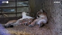 Raro cucciolo di puma albino nato in uno zoo in Nicaragua