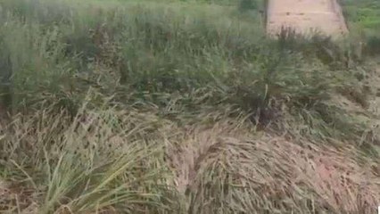 सिंगरौली: रिलायंस की ऐश डैम में हुआ रिसाव,किसानों और ग्रामीणों में दहशत