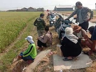 Forrimber Amati Sawah Biointensif dan Konvensional