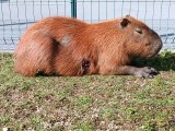 Capivara ferida preocupa moradores de Itajaí