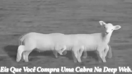 Meu 33°Meme (Feito Por Mim.), Eis Que Você Compra Uma Cabra Na Deep Web: