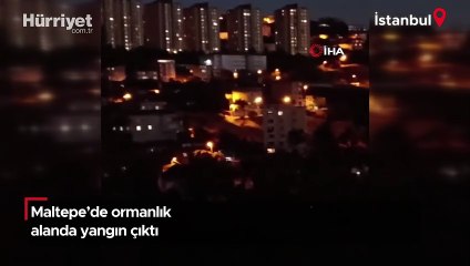 Maltepe'de ormanlık alanda yangın çıktı