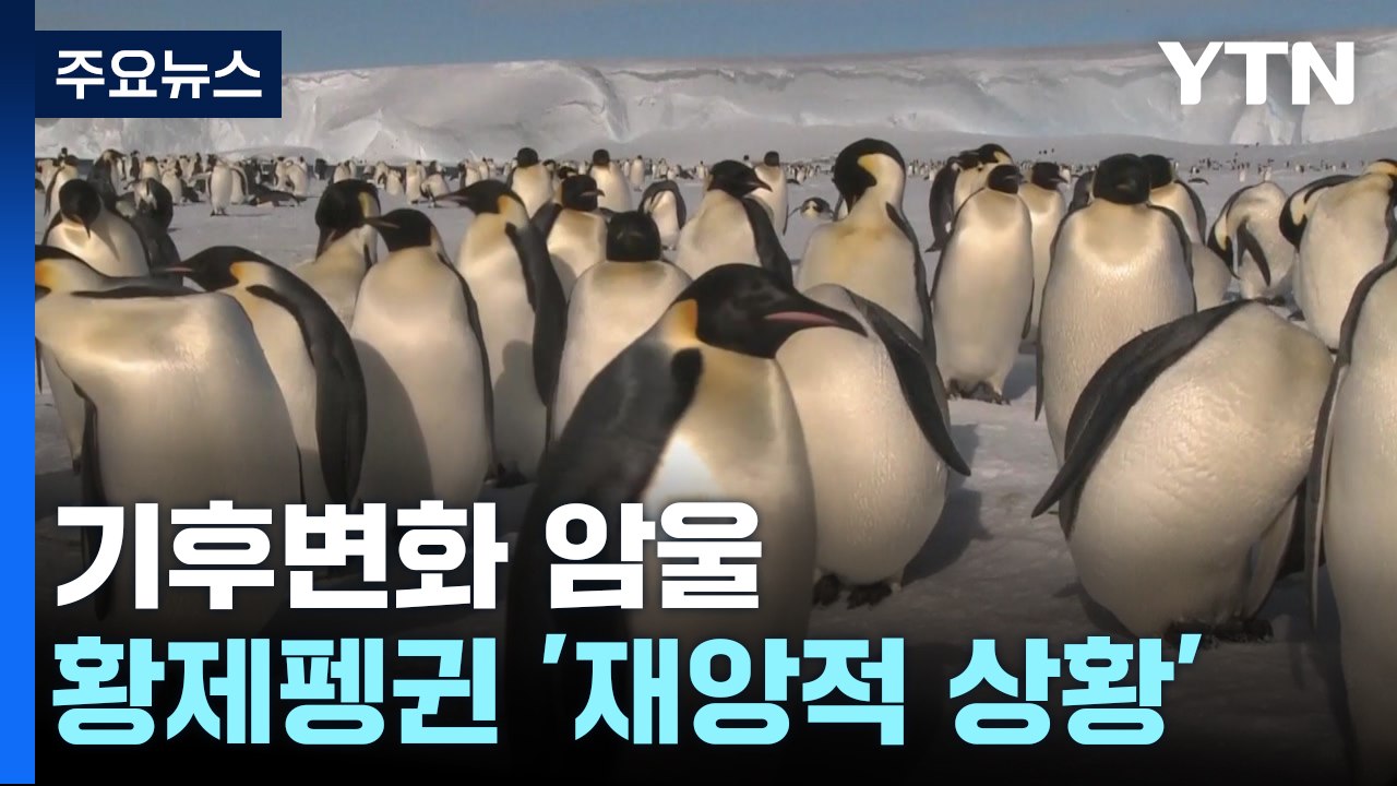 남극 황제펭귄 '재앙적 상황'...몽블랑 녹으며 곳곳 위험 / YTN