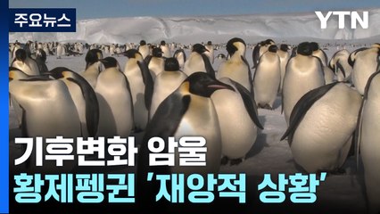 남극 황제펭귄 '재앙적 상황'...몽블랑 녹으며 곳곳 위험 / YTN