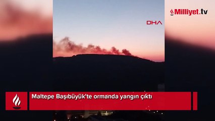 Maltepe'de orman yangını