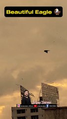 Beautiful Eagle Fly l cheel l Imran Zaman