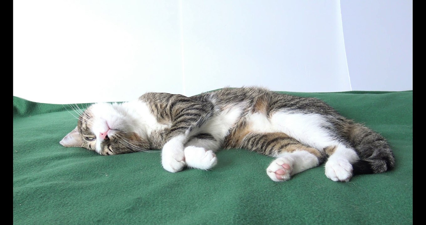 Cat Videos (3)