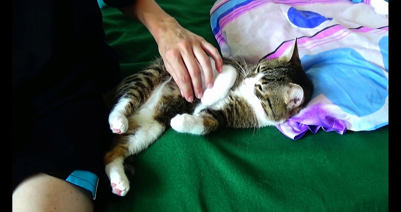 Cat Videos (2)