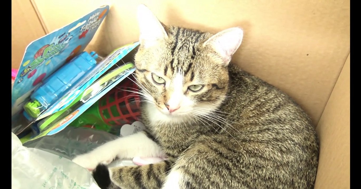Cat Videos (4)