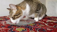 Cat Videos (1)