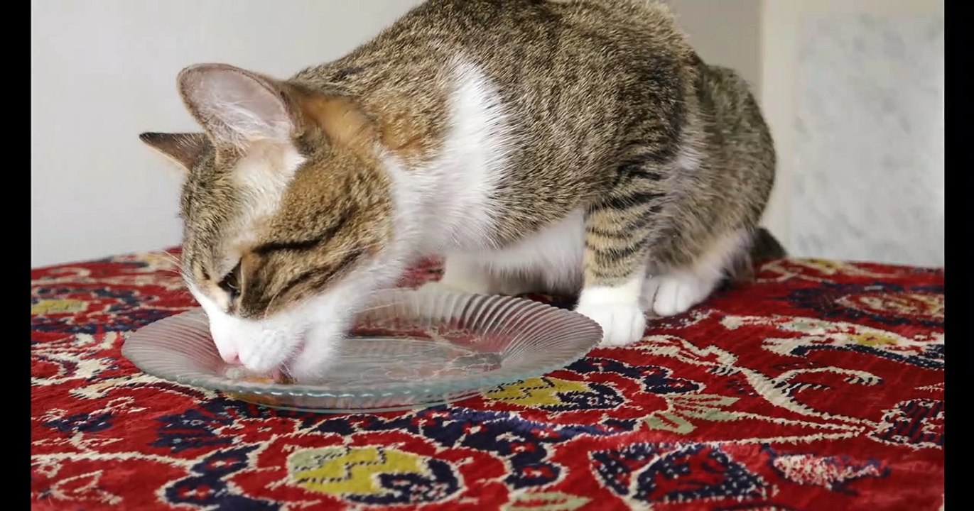 Cat Videos (1)
