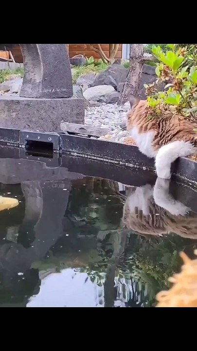 Kucing dan Ikan