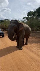 Elephant Eats Dropped Phone