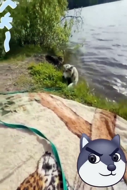 New Funny Videos 2022 -- Cutest Cats and Dogs ---- Part37(720P_HD)