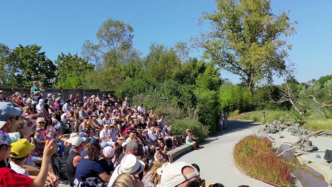 Spectacle du parc des oiseaux de Villars-Les-Dombes