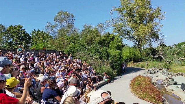 Spectacle du parc des oiseaux de Villars-Les-Dombes
