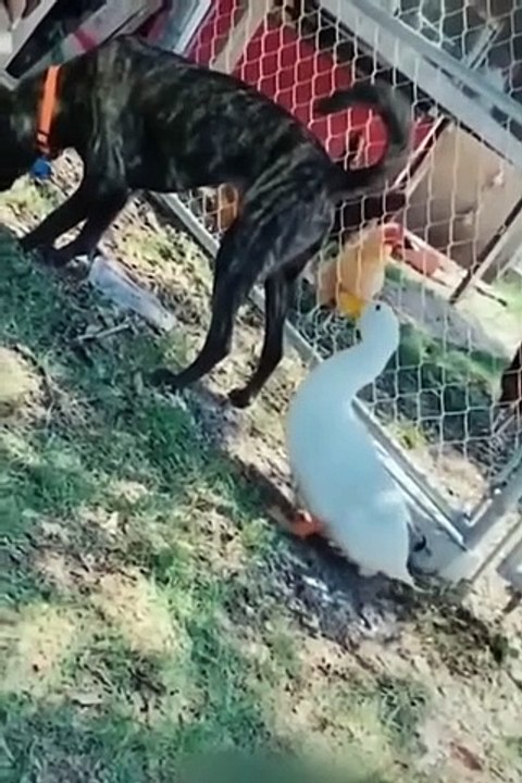 Funniest Cats and Dogs ---- _ Funny Animal Videos _9(720P_60FPS)