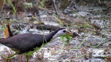 Baru Sebentar Langsung nongol Mikat Ruak Ruak di sini bikin betah(bird trape)