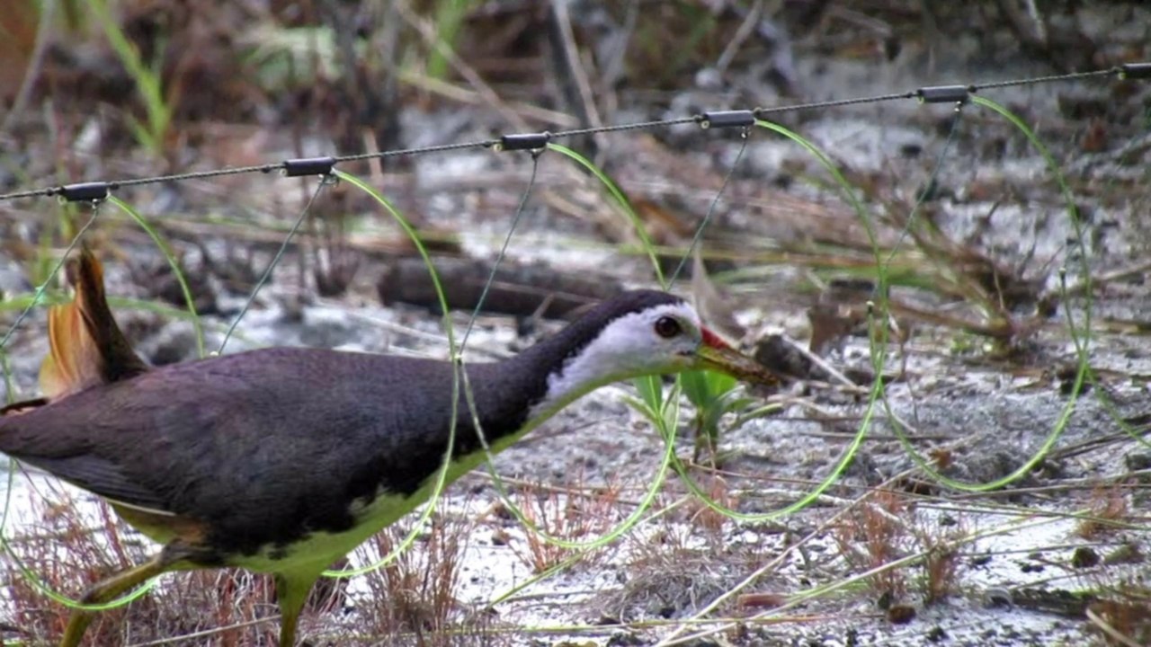 Baru Sebentar Langsung nongol Mikat Ruak Ruak di sini bikin betah(bird trape)