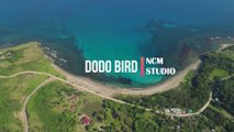 Dodo Bird - Quincas Moreira   Reggae Music, Calm Music, Thrill Music