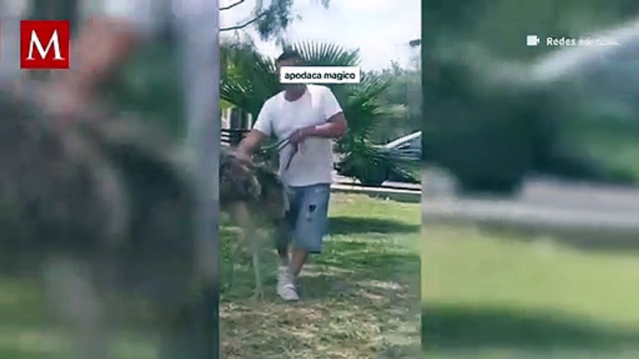 Un hombre salió a pasear con su exótica mascota por las calles de Apodaca; una avestruz