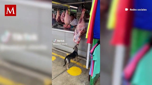 Perrito roba en una carnicería y se vuelve viral; el clip ha causado ternura entre usuarios