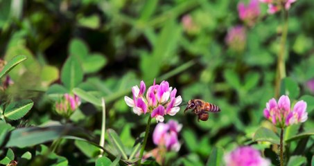 Animal Kingdom 3D: A Tale of Six Families | movie | 2023 | Official Trailer