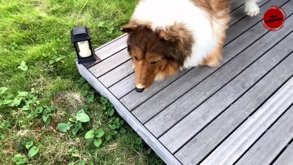 திடீரென நாயாக மாறிய மனிதர்..! எப்படி தெரியுமா? Japanese Man Spends ₹ 12 Lakh To "Become" A Dog