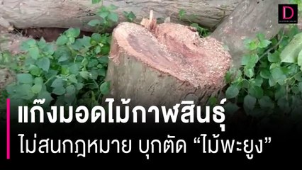 แก๊งมอดไม้กาฬสินธุ์ไม่สนกฎหมาย บุกตัด "ไม้พะยูง" ในโรงเรียน| HOTSHOT เดลินิวส์ 27/08/66