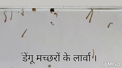 कोटा में फिर फैला डेंगू, समय पर नहीं चेते, 8 दिन में 62 पॉजिटिव मिले