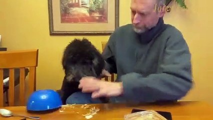 Funny Culinary Barrier: Dog Chaos at the Dinner Table! 