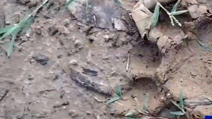 శ్రీకాకుళం జిల్లా: భయపెడుతున్న పెద్ద పులి