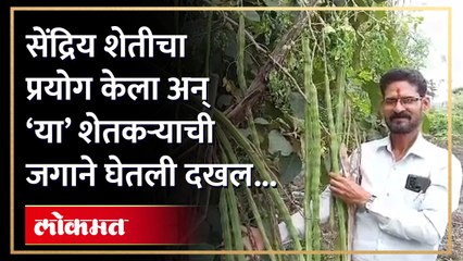 बांधावर लागवड, सेंदिय पद्धतीचा वापर करून केला थेट 'वर्ल्ड रेकॉर्ड'