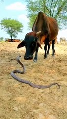 A Mother who gives kindness to all