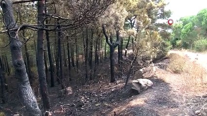 Maltepe'de çıkan orman yangının hasarı gün ağarınca ortaya çıktı