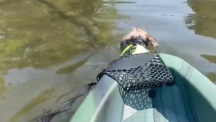 Dutiful dog becomes the trolling motor for its owner who was kayaking *Hilarious Video*