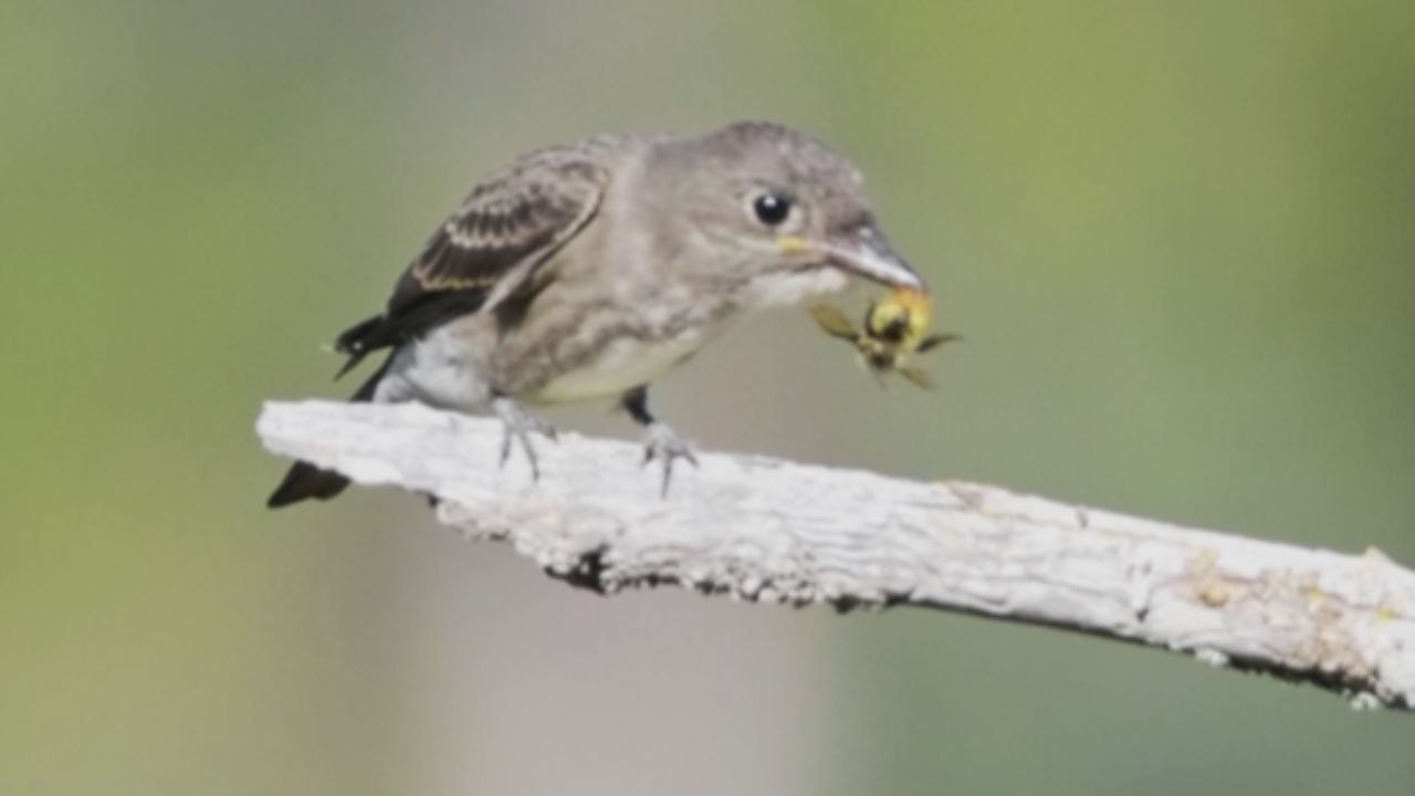 Beautiful Flycatcher eats a wasp and cleans its beak with a tree branch *Incredible Video*