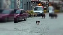 Le courageux chat n'a pas défié 3 chiens de plus de sa taille et ne les a pas croisés dans la rue.