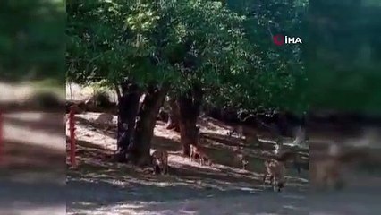 Sürü halinde köye inen yaban keçileri böyle görüntülendi
