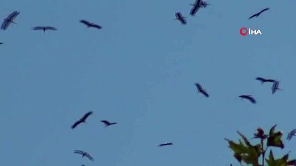 C'est ainsi qu'on a vu la danse des cigognes sur le chemin de migration dans le ciel
